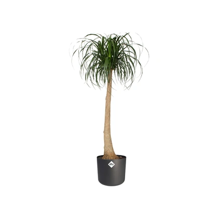 Elho b.for soft rond 16cm antraciet - afbeelding 6