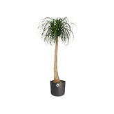 Elho b.for soft rond 16cm antraciet - afbeelding 6