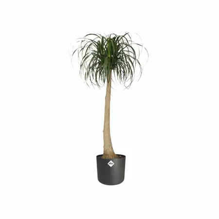 Elho b.for soft rond 18cm - afbeelding 3