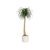 Elho b.for soft rond 18cm wit - afbeelding 7