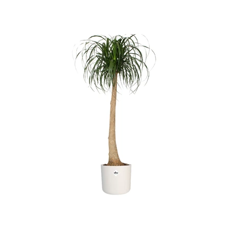 Elho b.for soft rond 22cm wit - afbeelding 2