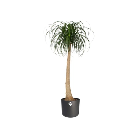 Elho b.for soft rond 25cm antraciet - afbeelding 2