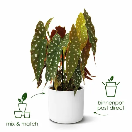 Elho b.for soft rond 25cm antraciet - afbeelding 3