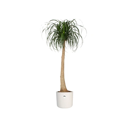 Elho b.for soft rond 25cm wit - afbeelding 6
