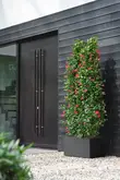 elho bloempot vivo next lang d80 h38cm Living black - afbeelding 3