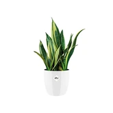 Elho brussels diamond rond 16cm wit - afbeelding 6