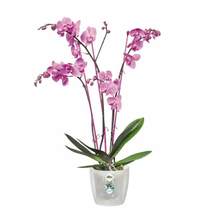 Elho Brussels Orchidee 12,5 - Transparant - Ø 13 x H 12 cm - Binnen - 100% gerecycled - afbeelding 2