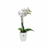 Elho Brussels Orchidee Hoog 12,5 - Wit - Ø 13 x H 16 cm - Binnen - 100% gerecycled - afbeelding 2