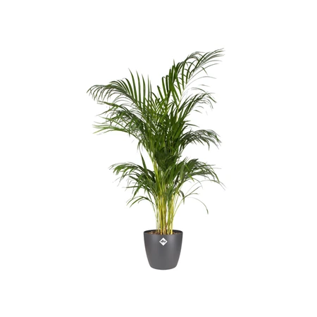 Elho brussels rond 16cm antraciet - afbeelding 2