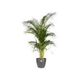 Elho brussels rond 20cm antraciet - afbeelding 2