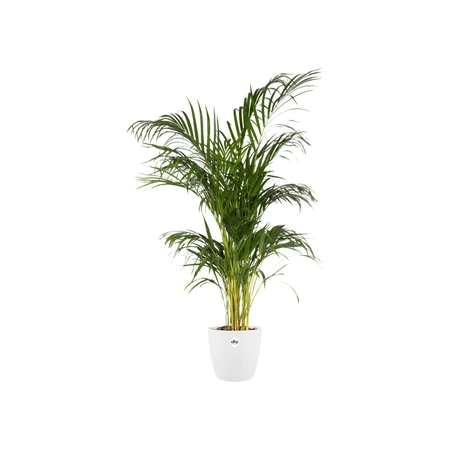 Elho brussels rond 25cm wit - afbeelding 2