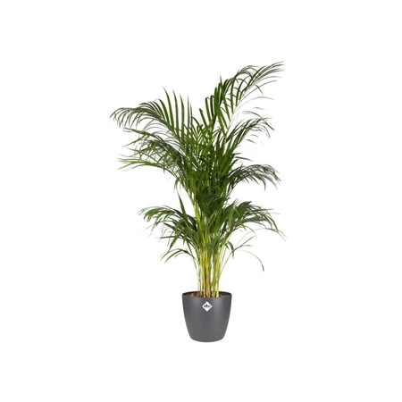 Elho brussels rond 30cm antraciet - afbeelding 7