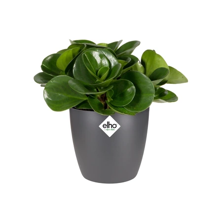 Elho brussels rond mini 12,5cm antraciet - afbeelding 6