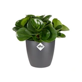Elho brussels rond mini 12,5cm antraciet - afbeelding 6