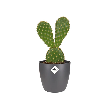 Elho brussels rond mini 7cm antraciet - afbeelding 2