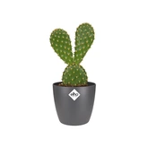 Elho brussels rond mini 7cm antraciet - afbeelding 2