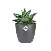 Elho brussels rond mini 9,5cm antraciet - afbeelding 2