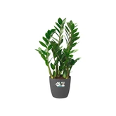 Elho brussels rond wielen 47cm antraciet - afbeelding 2