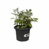 Elho Green Basics aardappelpot 33cm - afbeelding 3