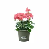 Elho green basics balkon potholder all-in-1 - afbeelding 3