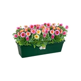 Elho green basics balkonbak 40cm blad groen - afbeelding 2