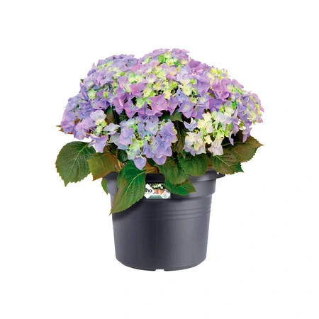 Elho green basics cilinder 30cm living black - afbeelding 2