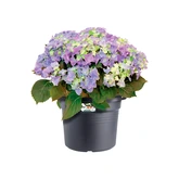 Elho green basics cilinder 30cm living black - afbeelding 2
