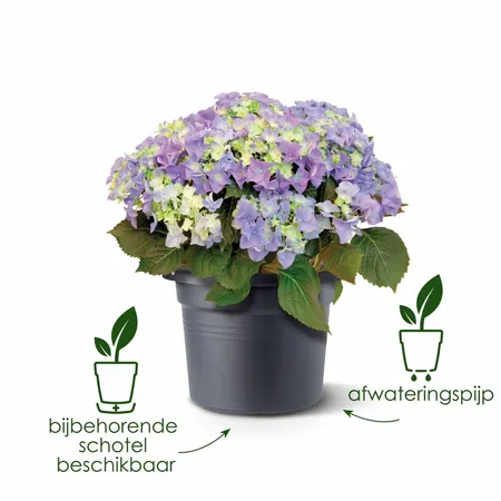 Elho green basics cilinder 30cm living black - afbeelding 3