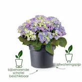 Elho green basics cilinder 30cm living black - afbeelding 3