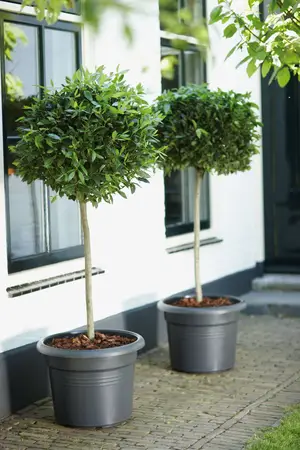Elho green basics cilinder 35cm living black - afbeelding 5