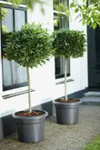 Elho green basics cilinder 35cm living black - afbeelding 5