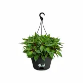 Elho green basics hangschaal 28cm - afbeelding 3