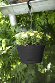 Elho green basics hangschaal 28cm living black - afbeelding 4