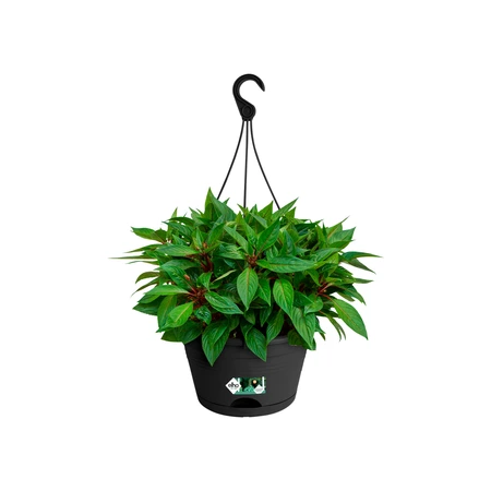 Elho green basics hangschaal 28cm living black - afbeelding 5