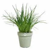 Elho Green Basics Kweekpot 13 Groen - afbeelding 2