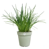Elho green basics kweekpot 13cm steengroen - afbeelding 2