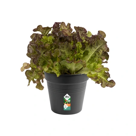Elho green basics kweekpot 15cm living black - afbeelding 7