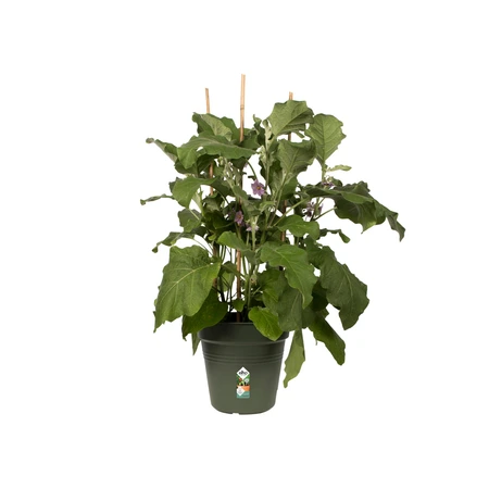 Elho green basics kweekpot 17cm blad groen - afbeelding 5