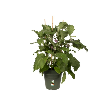 Elho green basics kweekpot 19cm blad groen - afbeelding 2