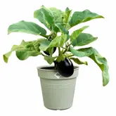 Elho Green Basics Kweekpot 24 Groen - afbeelding 2