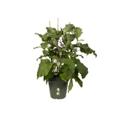Elho green basics kweekpot 27cm blad groen - afbeelding 2