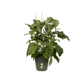 Elho green basics kweekpot 27cm blad groen - afbeelding 6