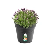 Elho green basics kweekpot 35cm living black - afbeelding 7