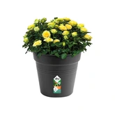 Elho green basics kweekpot 40cm living black - afbeelding 2