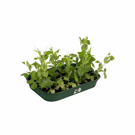 Elho green basics kweektray m - afbeelding 3