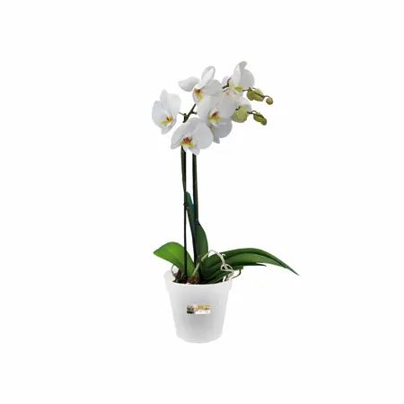 Elho green basics orchidee 13cm - afbeelding 3