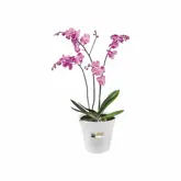 Elho green basics orchidee 17cm - afbeelding 3