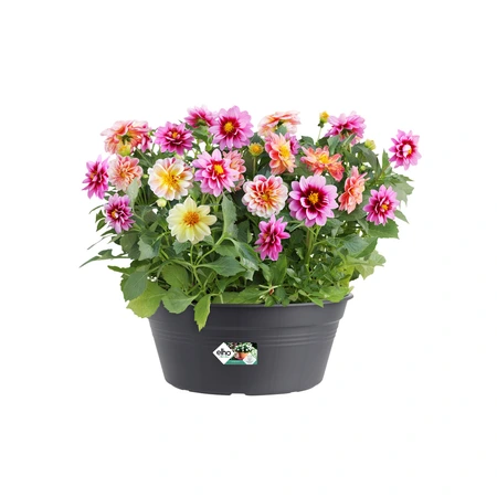 Elho green basics schaal 27cm living black - afbeelding 2
