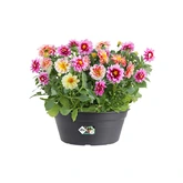 Elho green basics schaal 27cm living black - afbeelding 5