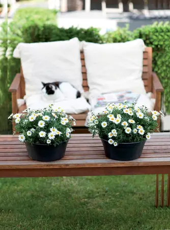Elho green basics schaal 33cm living black - afbeelding 4